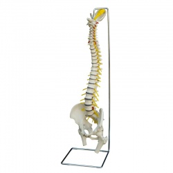 Rudiger Flexible Life-Size Anatomical Spine Model with Herniated Disc